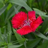 15616220055907_5ae39d8e3516b153e52acad4_dianthus-ideal-select-red-_0080.jpg