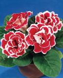 15632407385769_fglx014-redwhite-a.jpg