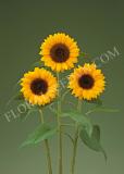 15640257365908_fhm457-helianthus-sunrich-orange-dmr.jpg