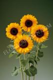 15640257384733_fhm459-helianthus-sunrich-provence-summer.jpg