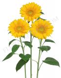 15640436904546_00261057-sunflower-vincent-fresh.jpg