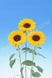 15640436913418_00261064-sunflower-vincents-tangy.jpg