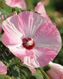 15640474173642_fhib002-pink-swirl-a.jpg
