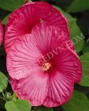 15640474174202_fhib003-rose-a.jpg