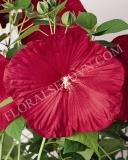 15640474174342_fhib004-red-a.jpg