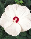 15640474176391_fhib001-white-a.jpg