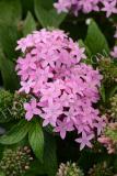 15647130625165_pen15-19635-lucky-star-lavender.jpg