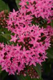 15647130643241_pen15-19637cc-lucky-star-deep-pink.jpg