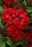 15647130682303_pen15-19641-lucky-star-dark-red.jpg