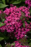 15647130695542_pen15-19643-lucky-star-violet.jpg