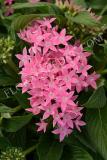 15647167169536_pen15-19638-lucky-star-pink.jpg