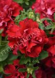 15650800494174_double-cascade-valentine.jpg