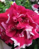 15650800502006_fpet004-rose-a.jpg