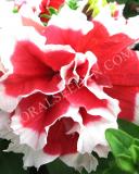 15650800524644_fpet006-red-a.jpg