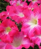 15650818975919_pet092-rose-morn.jpg