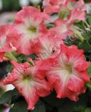 15650819007533_petunia-tango-redmorn.jpg