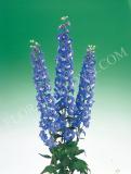 15694822043053_fdl205-delphinium-aurora-blue.jpg