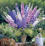 15694822048783_fdl-delphinium-aurora-series-arrangement-image.jpg