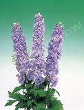 15694822054441_fdl207-delphinium-aurora-lavender.jpg