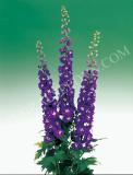 15694822077431_fdl208-delphinium-aurora-deep-purple.jpg