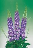 15694822082046_fdl212-delphinium-aurora-light-purple.jpg