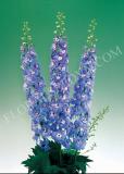 15694822086493_fdl211-delphinium-aurora-light-blue.jpg