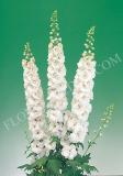 15694822094403_fdl213-delphinium-aurora-white.jpg