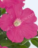 15700079292160_success-pink.jpg