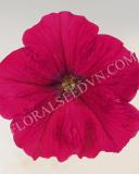 15700079299133_success-rose.jpg