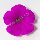 15707587482271_b_petunia-explorer-purple-2.jpg
