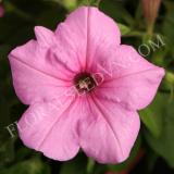 15707587505844_pet-explorer-pink-a.jpg