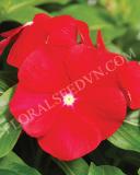 15775171916568_fvin049-really-red-copy.jpg