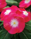 15775171922026_fvin052-cherry-red-halo-copy.jpg
