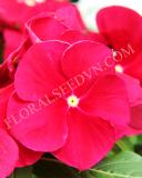 15775171932810_fvin056-cranberry-copy.jpg