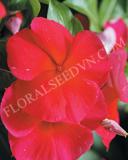 15775171937329_fvin055-dark-red-copy.jpg