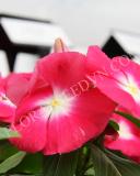 15775171939480_fvin057-magenta-halo-copy.jpg
