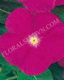 15775171944571_fvin063-purple-copy.jpg
