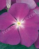 15775171953321_fvin065-blue-copy.jpg