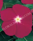 15775171957545_fvin068-carmine-copy.jpg
