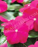 15775171959104_fvin066-raspberry-copy.jpg