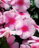 15775171965822_fvin070-blush-copy.jpg