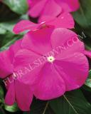15775171968221_fvin071-deep-orchid-copy.jpg