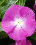 15775171969626_fvin073-orchid-halo-copy.jpg
