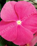 15775171986106_fvin076-deep-pink-copy.jpg