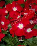 15775171991712_fvn059-bright-red-copy.jpg