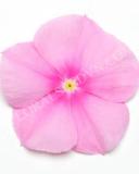 15775171999718_fvn051-icy-pink-copy.jpg