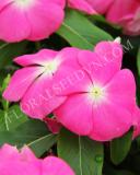 15775172009583_rose-halo-copy.jpg