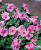 15776896544199_fvin078-light-pink-with-red-eye.jpg
