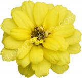 15777590259017_zinnia-profusion-double-yellow.jpg