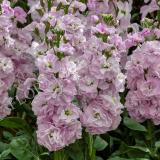 15781095643216_stock_mime_light-pink-crop-sqaure.jpg